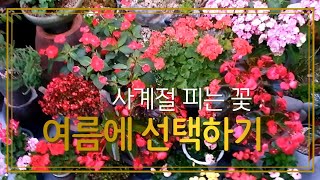 6월 여름에 데려오기 관리가 중요 실내에서 사계절 풍성하게 꽃 보기