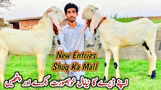 Apna Dera New Mall Bakray Or Pathy 30 July 2023