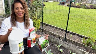 Planting Cauliflower For Fall And Winter Garden, Small Rasied Bed Gardening