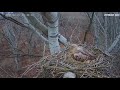 white tailed eagles in hungary the first egg 14 38 23.02.2017.