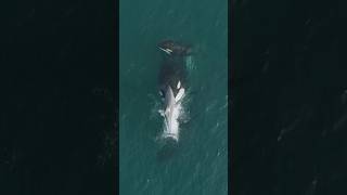 Dolphin gets BLASTED out of the water by a Killer Whale! #natureismetal #orca