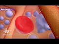 මානව රුධිරයේ සංයුතිය හා කෘත්‍ය 😃 al biology sinhala function of human blood newlyunits