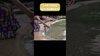 イタグレ ことぶき 再びのプール #shorts