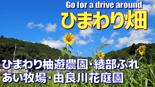 【旅ログ】ひまわり巡りドライブ旅 ☆ひまわり柚遊農園･綾部ふれあい牧場･由良川花庭園【vlog】