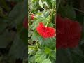 pretty hibiscus flower to a new plant in my terrace garden elvprasad vlogs