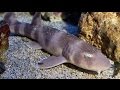 Science Today: Mysterious Shark Birth | California Academy of Sciences