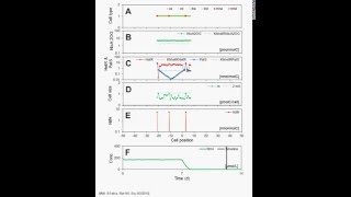 ABM of Anabaena - Nitrogen Interaction