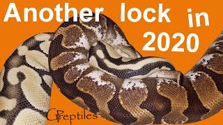 Pastel DG x Enchi Calico - Ball Pythons lock!