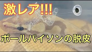 ニシキヘビの激レア脱皮がすごかった!!【ボールパイソン】