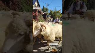 REDYK Szczawnica 🐑🐑🤍