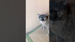 警戒するサビ猫と飼い主の攻防戦！最後にまさかの展開！？【動画生成AI使用】」