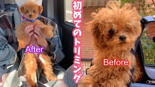 生後4か月の子犬が初めてのトリミングで、顔が小さく足長に大変身しました！！【トイプードル】