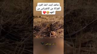 شاهد كيف انقذ هذا القرد الغزالة من الافتراس 🥺❤️