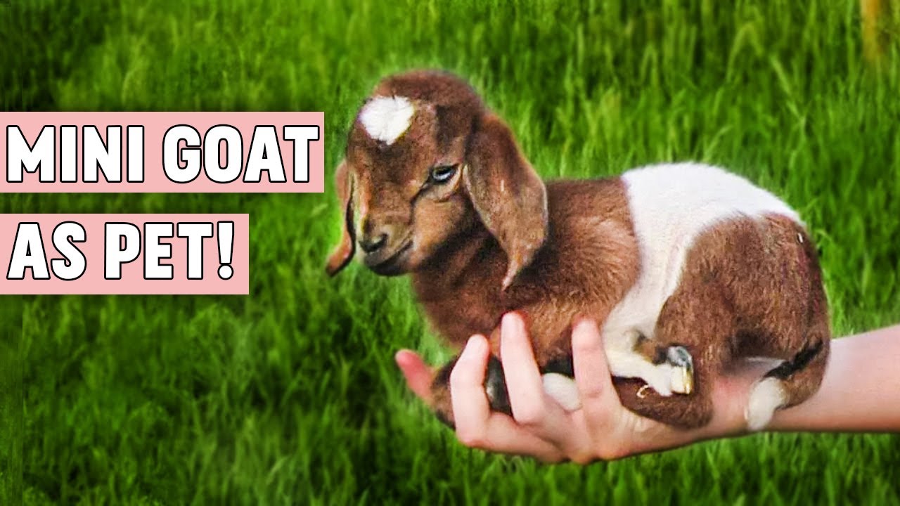 Mini Goat As Pet!! | Can You Keep Pygmy Goat As Pet? - YouTube