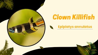 Clown Killifish - Species Profile/Care Guide