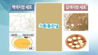 [기분 좋은 날] 뱃살 잡는 지방은 따로 있다? ＜백색지방 다이어트＞ 하라! 20200716