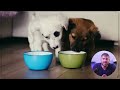 the farmer’s dog vs ollie brutally honest dog food review