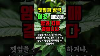 깻잎과 상극인 음식 ‘이것’ 같이 먹으면 암과 치매가 걸립니다.