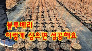 블루베리 묘목 보러 가서 식재 방법까지 알아봤어요# 블루베리 묘목# 보라빛 향기# 시골 생활