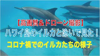 【ハワイ島】高画質！イルカの群れと泳いで見た！