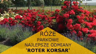 Róża 'ROTER KORSAR'® Czerwona róża parkowa z ADR