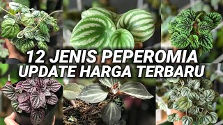 Wow ! Ini Dia 12 Jenis Peperomia Yang Paling Diminati. Berikut Kisaran Harganya !