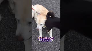 大好きなラブラドールレトリバーのお友達 #shorts #shibainu #黒柴 #ラブラドールレトリバー #虹の橋