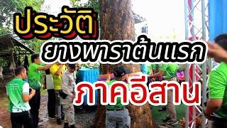 ประวัติต้นยางพาราต้นแรกของภาคอีสาน#ยางพารา