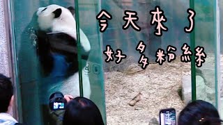 圓仔愛粉絲，看到好多人，圓仔一直來到玻璃前|熊貓貓熊The Giant Panda Yuan Yuan and Yuan Bao|台北市立動物園