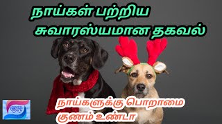 நாய்கள்/நாய்கள் பற்றிய தகவல்/dog tamil Information, /dog, /dog eppadi tamil, /Gk Homely Tips