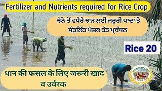 Fertilizer requirement of Rice (ਝੋਨੇ ਦੇ ਵੱਧ ਝਾੜ ਲਈ ਆਹ ਖਾਦਾਂ ਪਾਓ) Shergill Markhai