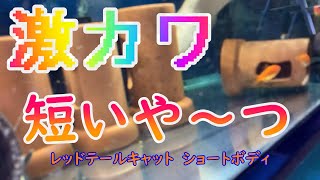 激カワ　レッドテールキャットショートボディ！！トロピカルフィッシュ佐野　【アクアリウムショップ巡り】