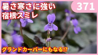 おすすめのお花 宿根すみれ ラブラドリカ 紫式部の育て方 by 園芸チャンネル 371 園芸 ガーデニング 初心者