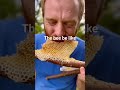 honey honeybee bee honeycomb beelife beeshoney subscribe food nature funny