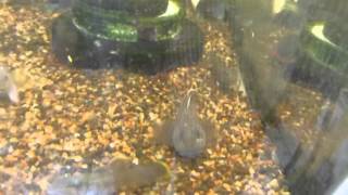 Rhinogobius henchuenensis feeding