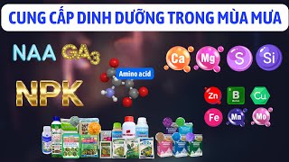 Các lưu ý về cung cấp dinh dưỡng - chất điều hòa sinh trưởng trong mùa mưa