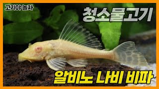 4K영상-청소는 나에게 맡겨라!! 벽면청소 물고기 알비노 나비비파- - 고기야놀자 Leave the cleaning to me. albino Sailfin plecostomus