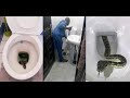 Why  Snake inside 👉 Toilet     snake inside Toilet snake (Arabswag) snake in toilet snakes reptiles