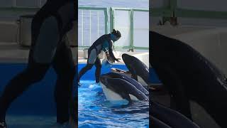 なんだこの可愛さは？ #Shorts #鴨川シーワールド #シャチ #kamogawaseaworld #orca #killerwhales