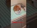 お風呂の邪魔をするお猫様 ねこのいる生活 ねこ ねこ部 ねこ動画