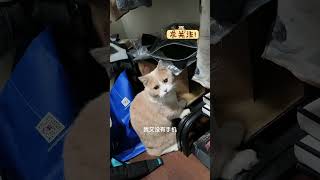 小猫咪又没有手机，无聊了只能坐起来