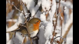 CURIOSITY IN THE SNOW - USING ALL SENSES RATHER THAN JUST TAKING IT FOR GRANTED!