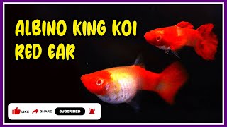 Albino King Koi Red Ear 🐠 Bubble guppies 🐠 guppy variety #guppy #guppyfarm #guppybreeding Guppy fish
