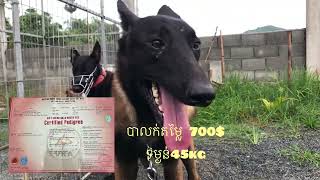 Belgian Malinois 011808727