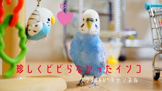 vol.209『珍しくビビらなかったインコ』お喋りインコのサクちゃん