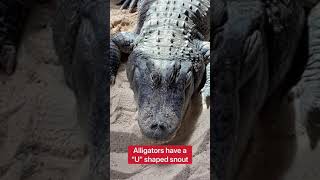 How To Tell The Difference Between An Alligator And A Crocodile!!! #shorts #alligator