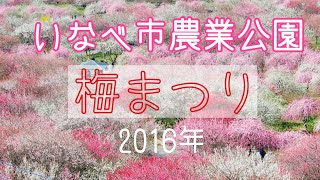 【いなべ市農業公園】梅まつり　2016年3月