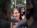 Limbani the Chimpanzee shows love to human mom who saved him as a baby. #chimpanzee