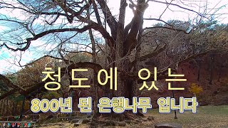 장상익의 버스킹 - 경북 청도 청도시장 적천사 편