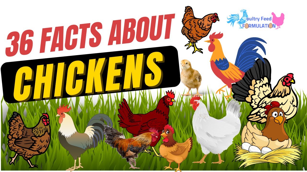 36 AMAZING FACTS ABOUT CHICKENS YOU NEED TO KNOW (HD Quality) - YouTube